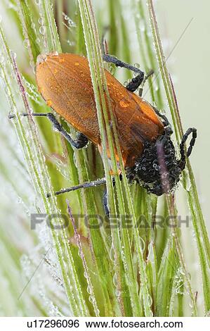 Stock Photograph - Darkling beetle. Fotosearch