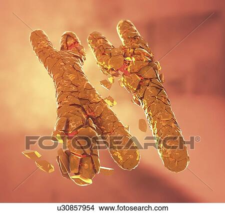 Defective X and Y chromosomes, illustration View Large Photo Image Picture - Defective X and Y chromosomes, illustration. Fotosearch