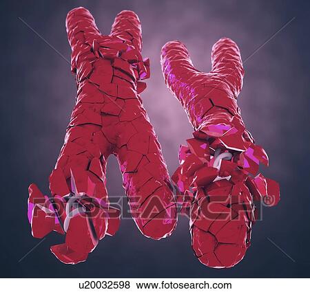 Defective X and Y chromosomes, illustration View Large Photo Image Stock Photo - Defective X and Y chromosomes, illustration. Fotosearch