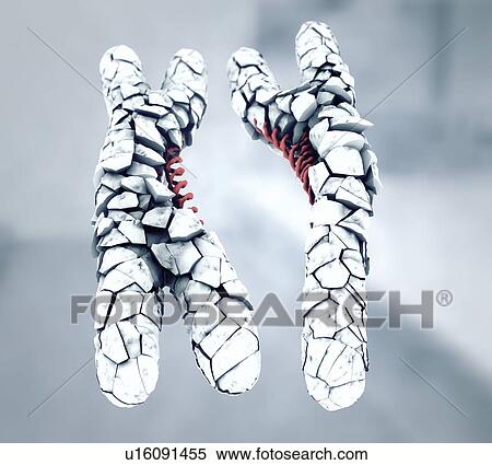 Defective X and Y chromosomes, illustration View Large Photo Image Stock Photography - Defective X and Y chromosomes, illustration. Fotosearch