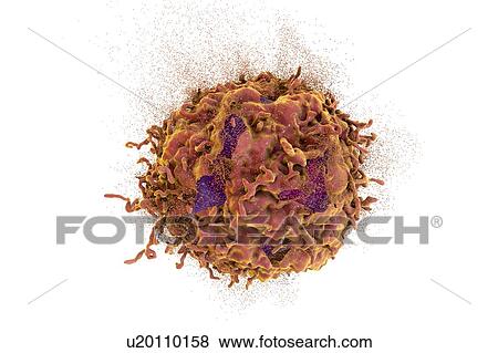 Destruction of a cancer cell, illustration View Large Photo Image Stock Photo - Destruction of a cancer cell, illustration. Fotosearch