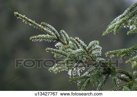 Stock Photo - Dew covered fir (Abies sp. ) needles. Fotosearch