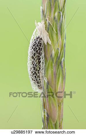 Stock Photo - Diamondback moth cocoon. Fotosearch