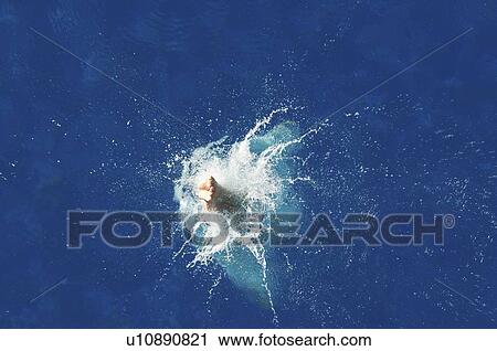 Stock Image - Diver entering water. Fotosearch