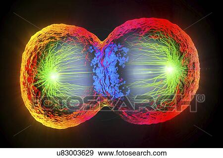 Stock Photo - Dividing cell, illustration. Fotosearch