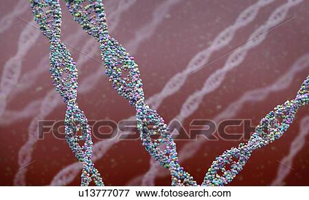 DNA (deoxyribonucleic acid) strand, illustration. View Large Photo Image Stock Photo - DNA (deoxyribonucleic acid) strand, illustration.. Fotosearch