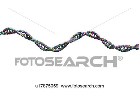 Stock Photo - DNA (deoxyribonucleic acid) strand against a white background, illustration.. Fotosearch