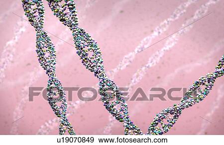Stock Photo - DNA (deoxyribonucleic acid) strand, illustration.. Fotosearch