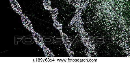 DNA (deoxyribonucleic acid) strands breaking, illustration. View Large Photo Image Picture - DNA (deoxyribonucleic acid) strands breaking, illustration.. Fotosearch