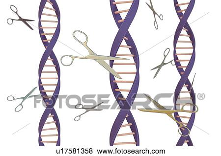 DNA editing, conceptual illustration View Large Photo Image Stock Photo - DNA editing, conceptual illustration. Fotosearch