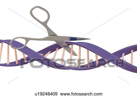 DNA editing, conceptual illustration View Large Photo Image Stock Photo - DNA editing, conceptual illustration. Fotosearch