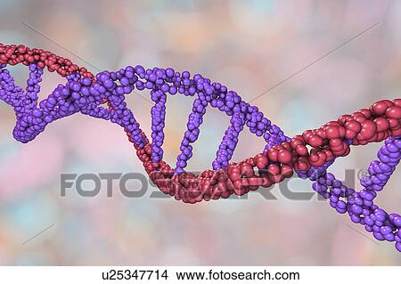 DNA molecule, illustration View Large Photo Image Picture - DNA molecule, illustration. Fotosearch