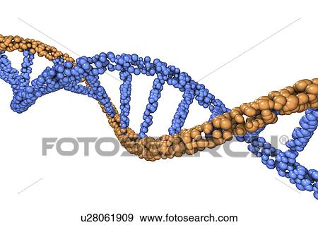 DNA molecule, illustration View Large Photo Image Stock Photo - DNA molecule, illustration. Fotosearch
