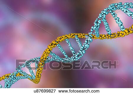 Stock Photo - DNA molecule, illustration. Fotosearch