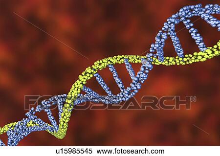 DNA molecule, illustration View Large Photo Image Stock Photography - DNA molecule, illustration. Fotosearch
