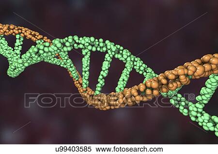 Stock Photography - DNA molecule, illustration. Fotosearch