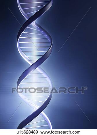 Stock Photo - DNA strand, illustration.. Fotosearch