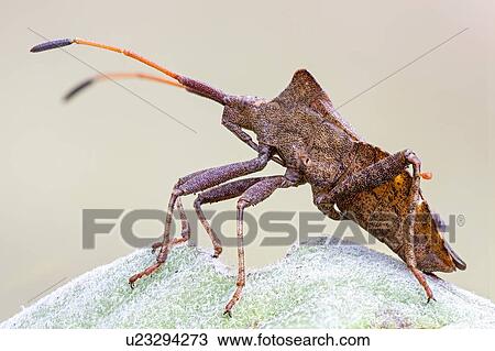 Stock Image - Dock bug. Fotosearch