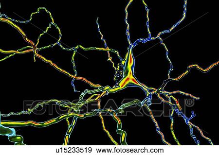 Stock Photo - Dopaminergic neuron, illustration. Fotosearch