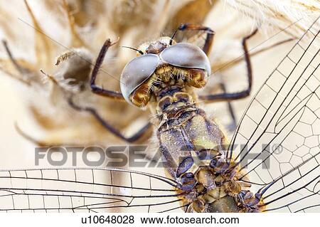 Stock Photo - Dragonfly. Fotosearch