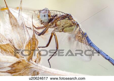 Stock Photo - Dragonfly. Fotosearch