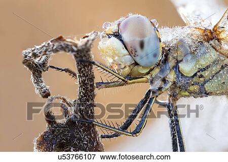 Dragonfly View Large Photo Image Stock Photo - Dragonfly. Fotosearch