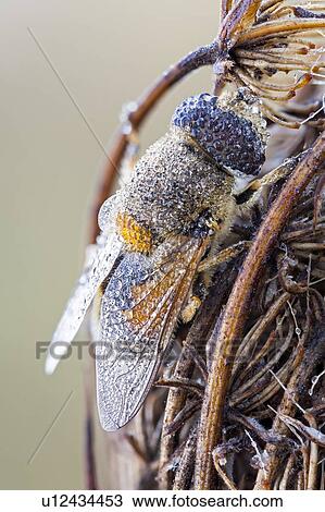 Stock Image - Drone fly. Fotosearch
