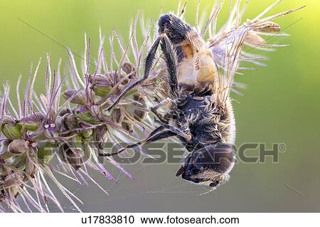 Stock Image - Drone fly. Fotosearch