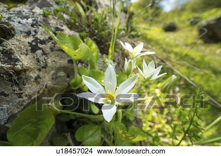 Drooping star of Bethlehem flower View Large Photo Image Picture - Drooping star of Bethlehem flower. Fotosearch