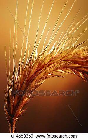 Stock Photo - Ear of wheat, close up.. Fotosearch