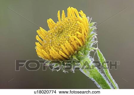 Picture - Eastern groundsel flower. Fotosearch