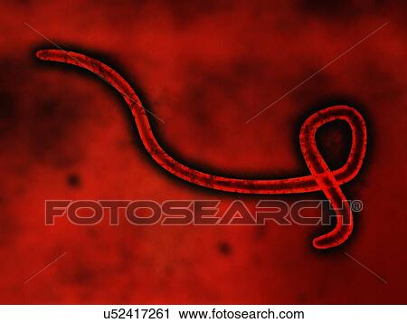 Stock Image - Ebola virus, illustration. Fotosearch