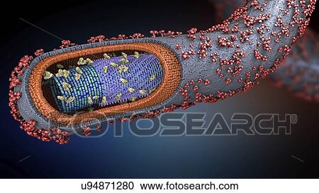 Ebola virus, illustration View Large Photo Image Stock Image - Ebola virus, illustration. Fotosearch
