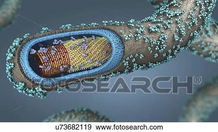 Stock Photo - Ebola virus, illustration. Fotosearch