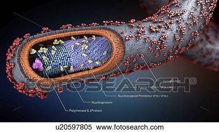 Ebola virus, illustration View Large Photo Image Stock Photography - Ebola virus, illustration. Fotosearch