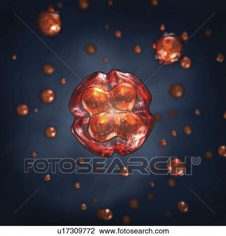 Stock Image - Embryo, illustration. Fotosearch