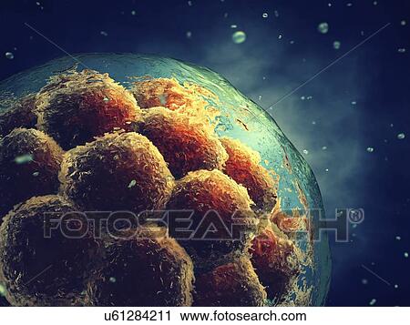 Embryo, illustration View Large Photo Image Stock Image - Embryo, illustration. Fotosearch