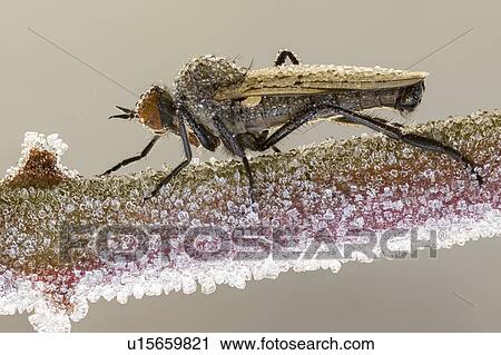 Stock Image - Empid fly on frozen plant. Fotosearch