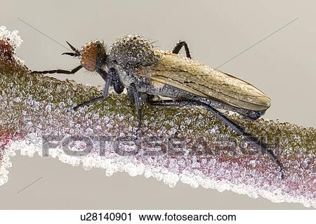 Empid fly on frozen plant View Large Photo Image Stock Image - Empid fly on frozen plant. Fotosearch
