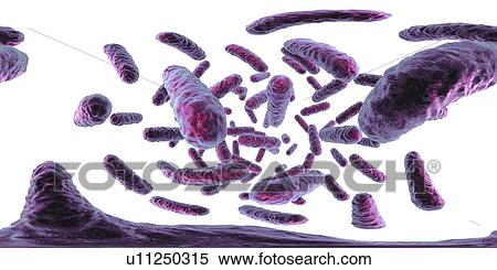 Stock Photography - Enterobacteriaceae bacteria, illustration. Fotosearch
