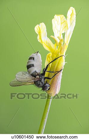 Stock Image - Entomopathogenic fungus infecting a tiger fly. Fotosearch