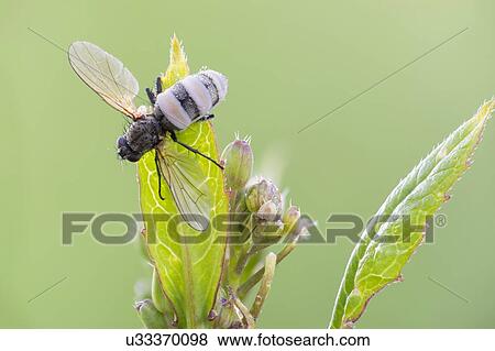 Entomopathogenic fungus infecting a tiger fly View Large Photo Image Stock Photo - Entomopathogenic fungus infecting a tiger fly. Fotosearch