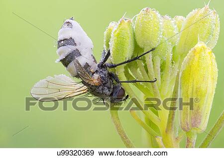 Entomopathogenic fungus infecting a tiger fly View Large Photo Image Stock Photo - Entomopathogenic fungus infecting a tiger fly. Fotosearch