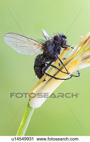 Entomopathogenic fungus infecting fly View Large Photo Image Stock Image - Entomopathogenic fungus infecting fly. Fotosearch