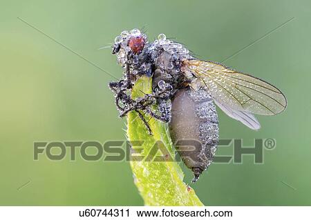 Stock Image - Entomopathogenic fungus infecting fly. Fotosearch
