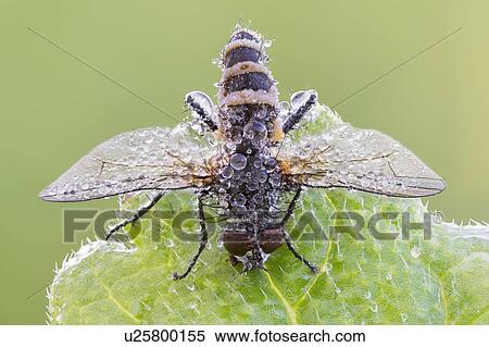 Entomopathogenic fungus infecting fly View Large Photo Image Stock Photography - Entomopathogenic fungus infecting fly. Fotosearch