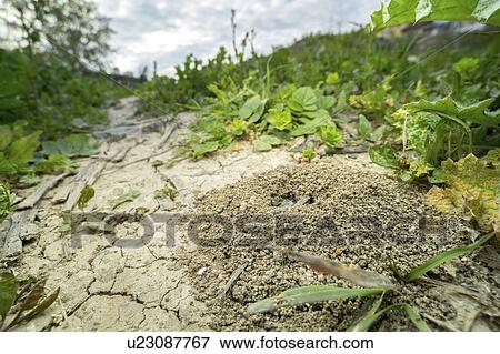 Stock Photo - Entrance to ant nest. Fotosearch