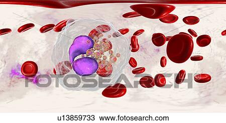 Stock Image - Eosinophil white blood cell, illustration. Fotosearch