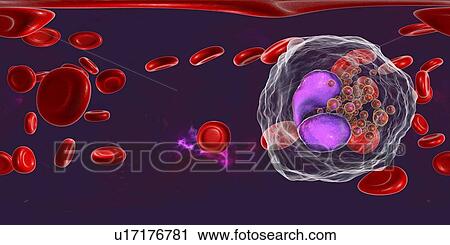 Stock Image - Eosinophil white blood cell, illustration. Fotosearch