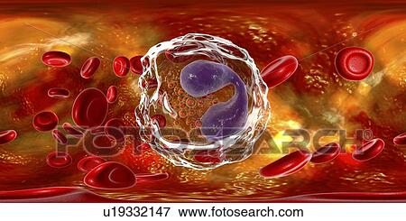 Stock Photo - Eosinophil white blood cell, illustration. Fotosearch